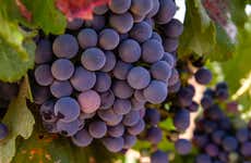 Visita guiada por el Museo Torre del Vino