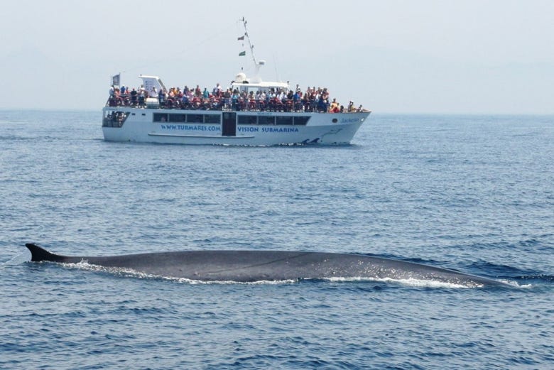Spotting a fin whale, the second largest species on earth