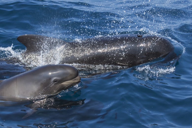 Pilot whales swimming alongside the boat