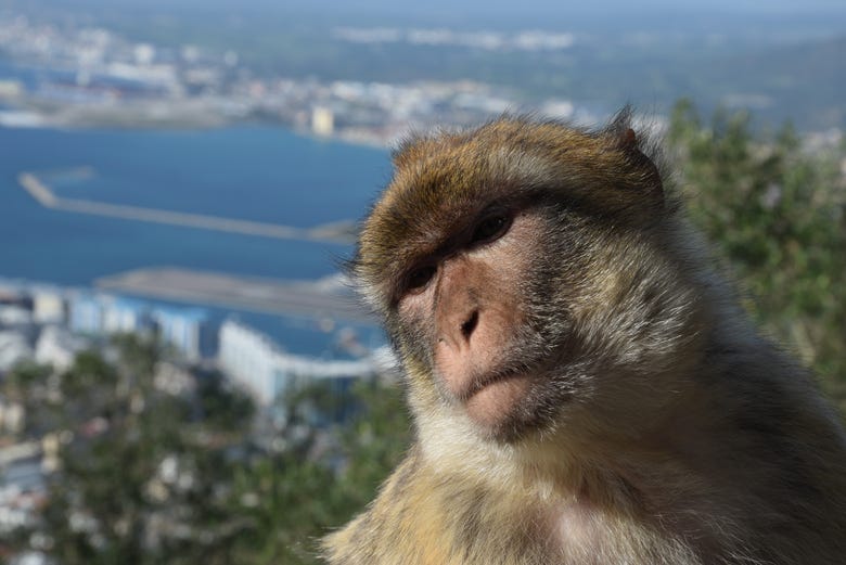 Conociendo a los monos de Gibraltar 