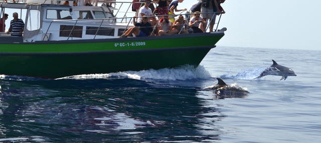 Avistamiento de ballenas y delfines desde Tazacorte