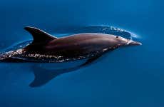Observation de baleines et de dauphins depuis Tazacorte
