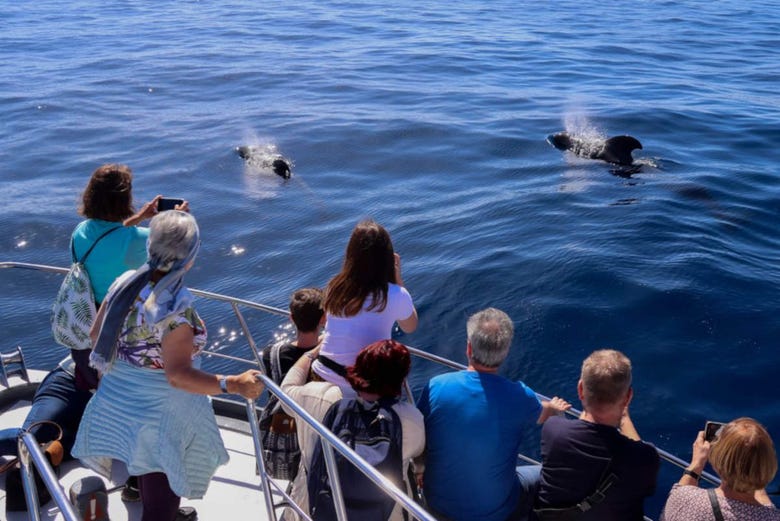 Avistamiento de cetáceos en La Palma