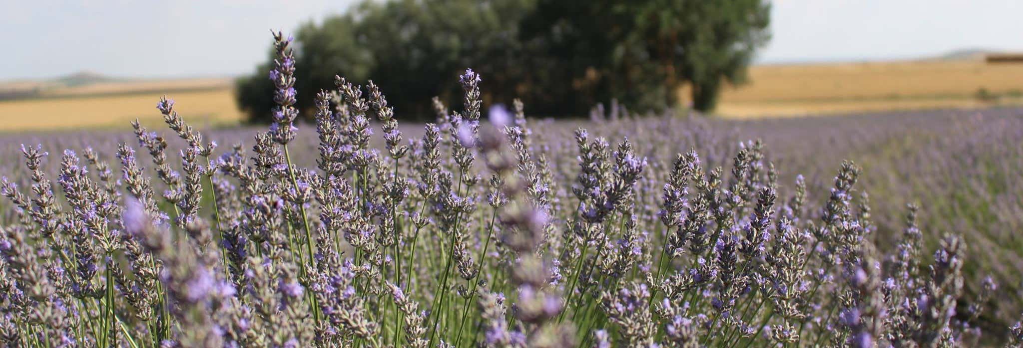 Tour de la lavanda por Tiedra