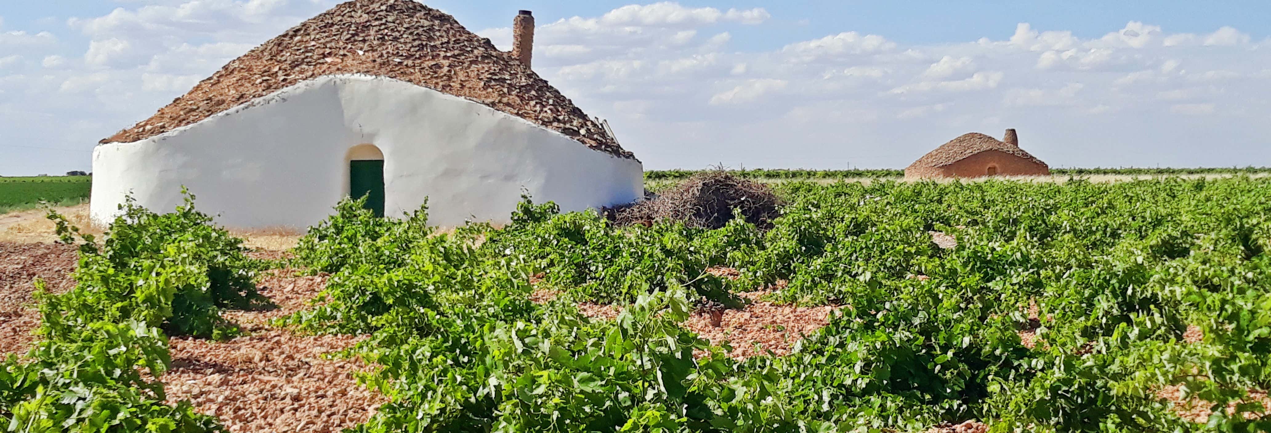 Tour del vino por Tomelloso