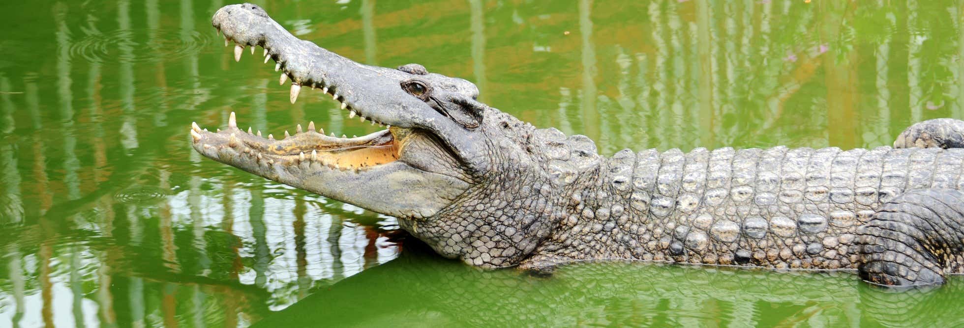 Entrada a Crocodile Park