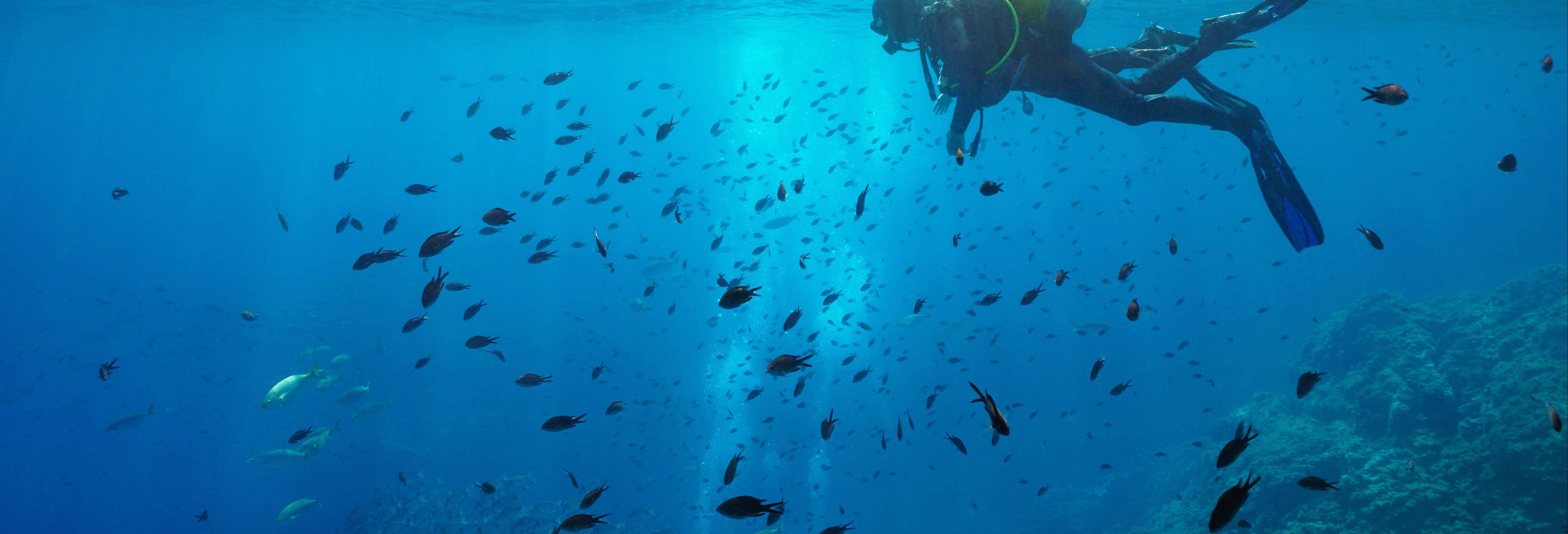 Curso de buceo PADI Open Water