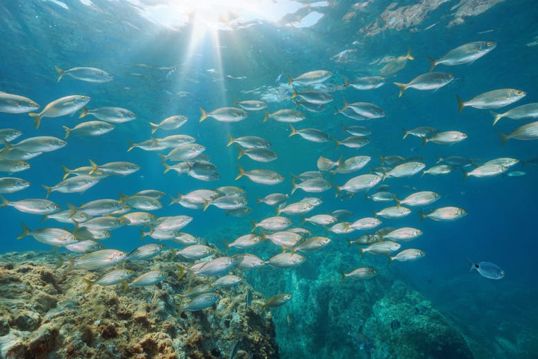 A shoal of fish in the coastal waters of Tossa de Mar