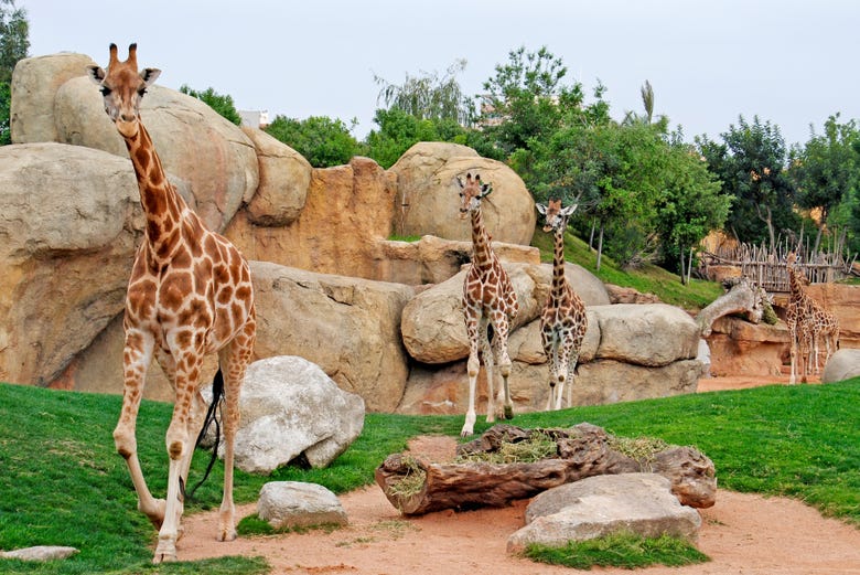 Giraffe nel Bioparc