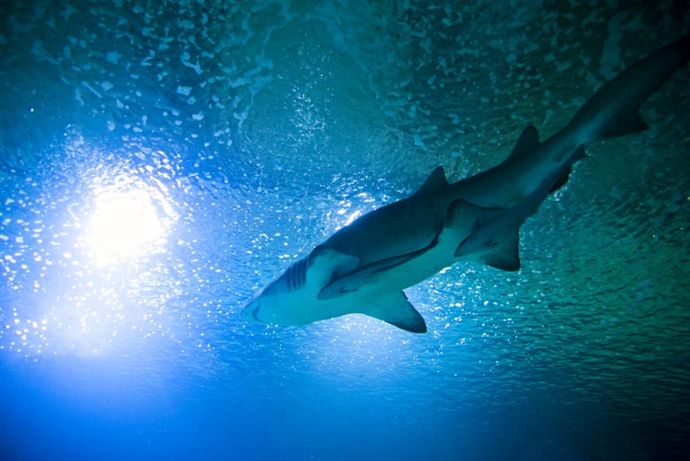 Tiburón en el Oceànografic