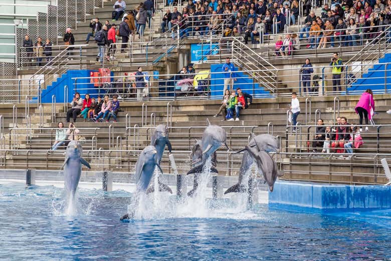 Entrada al Oceanogràfic de Valencia - Reserva en Civitatis.com