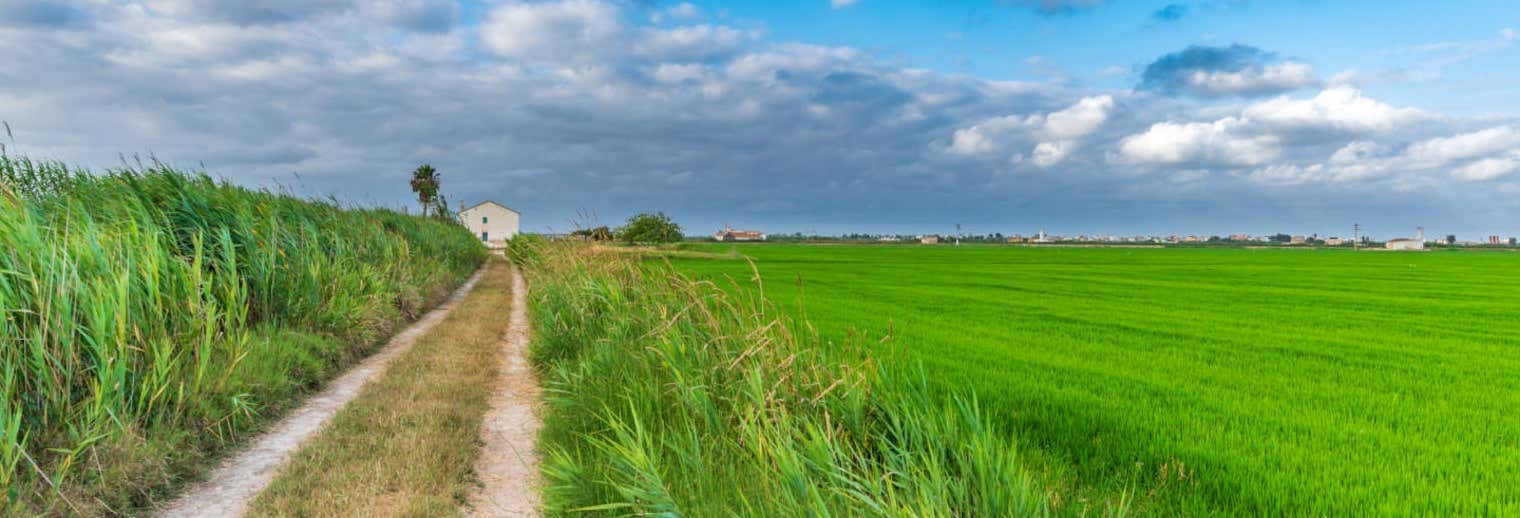 Tour por Valencia y la Albufera + Campos de chufa
