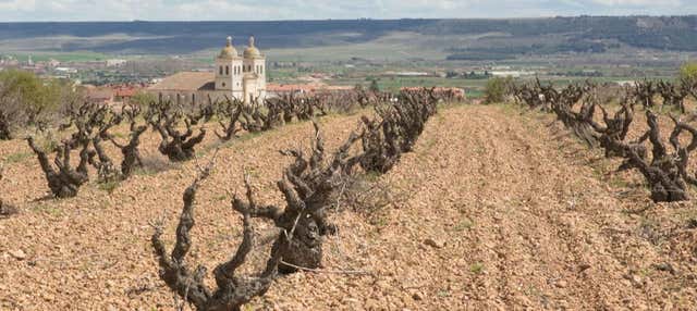 Visite du vignoble Bodegas Museum