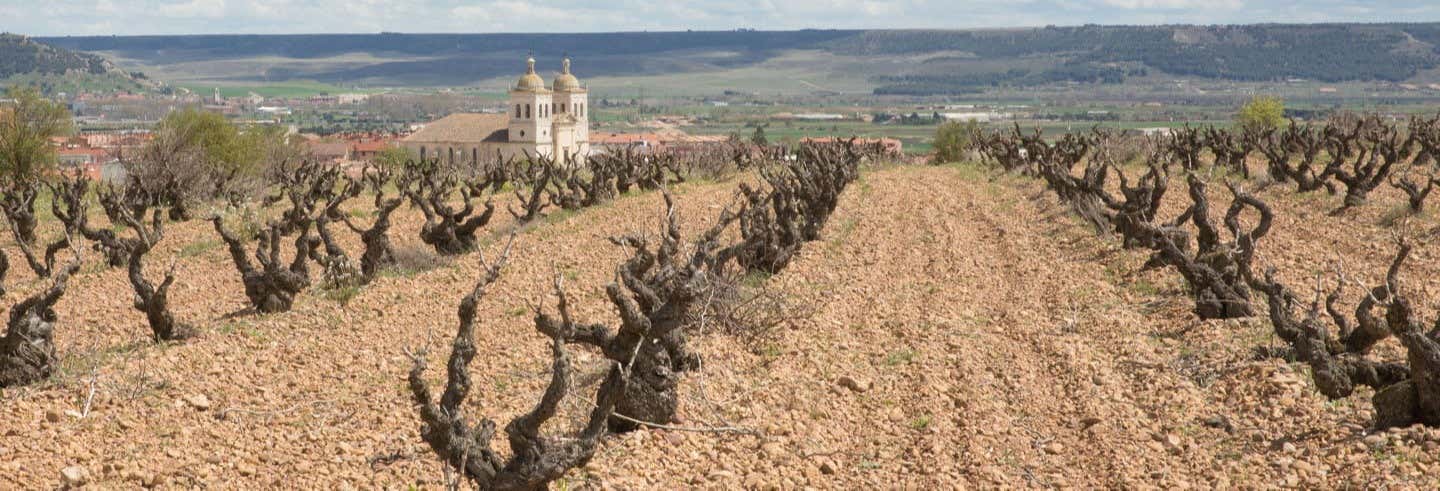 Visite du vignoble Bodegas Museum