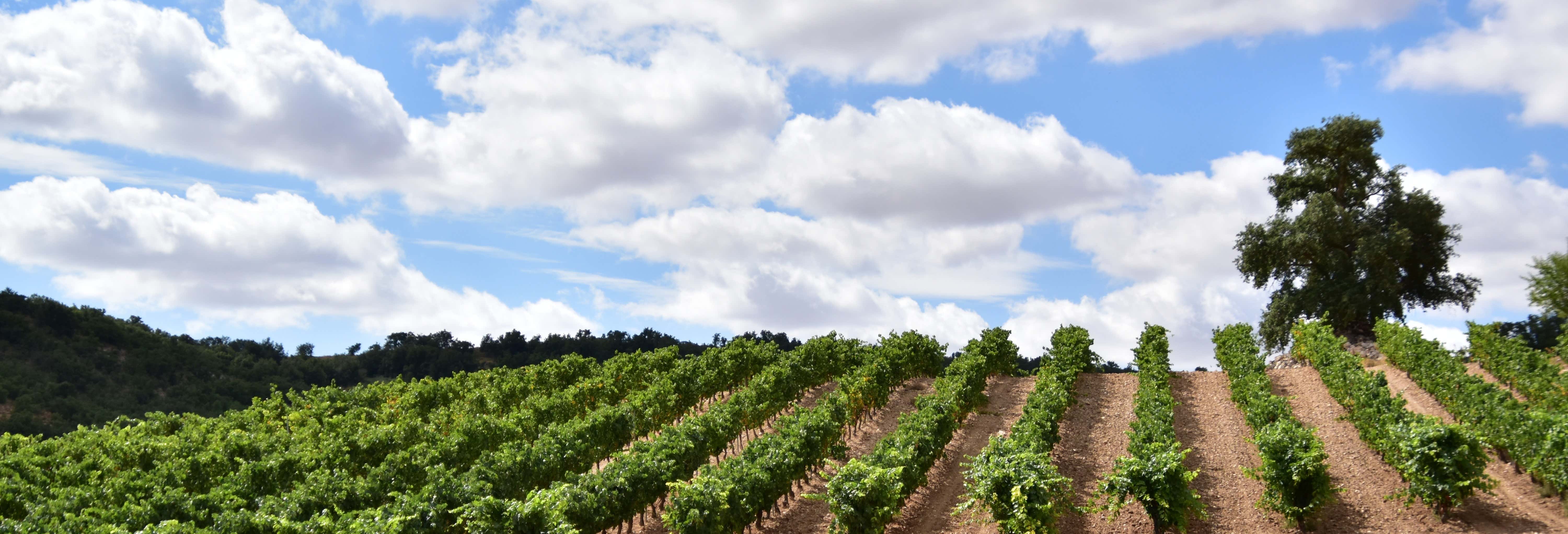 Visita a las bodegas Concejo