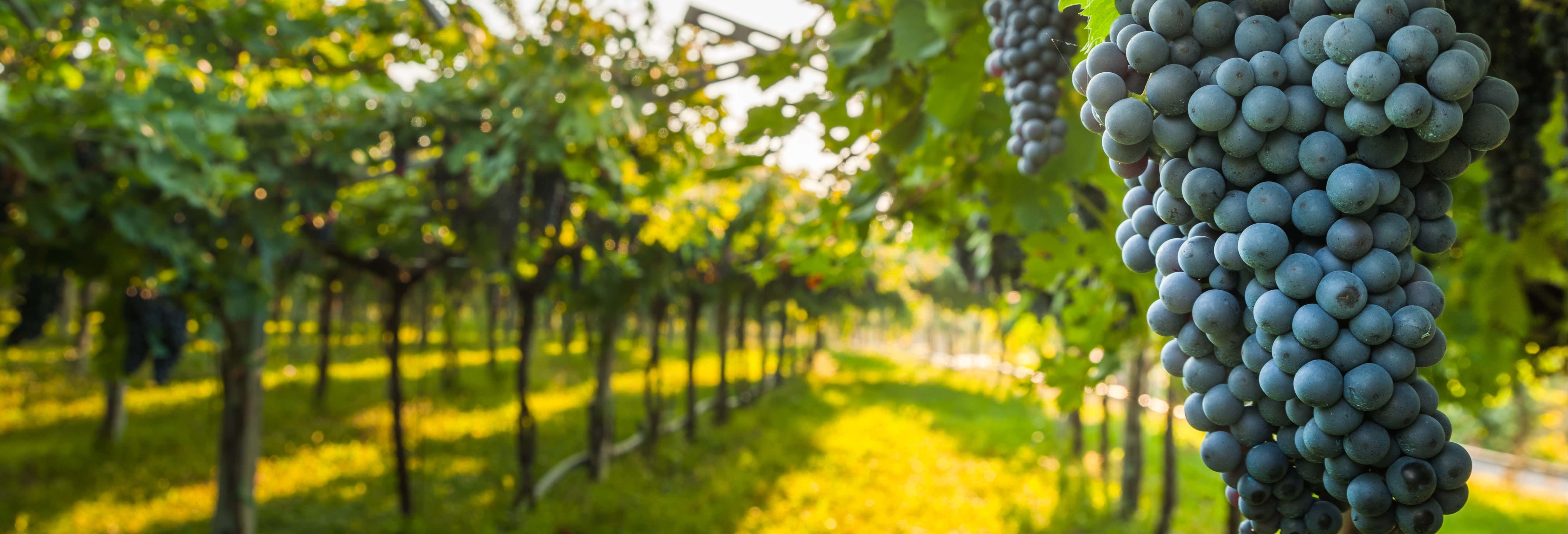 Visita a las bodegas Las Encomiendas