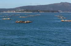 Giro in barca sulla Ría + Degustazione di cozze