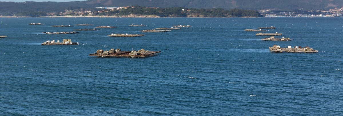 Passeio de barco pela ria + Degustação de mexilhões