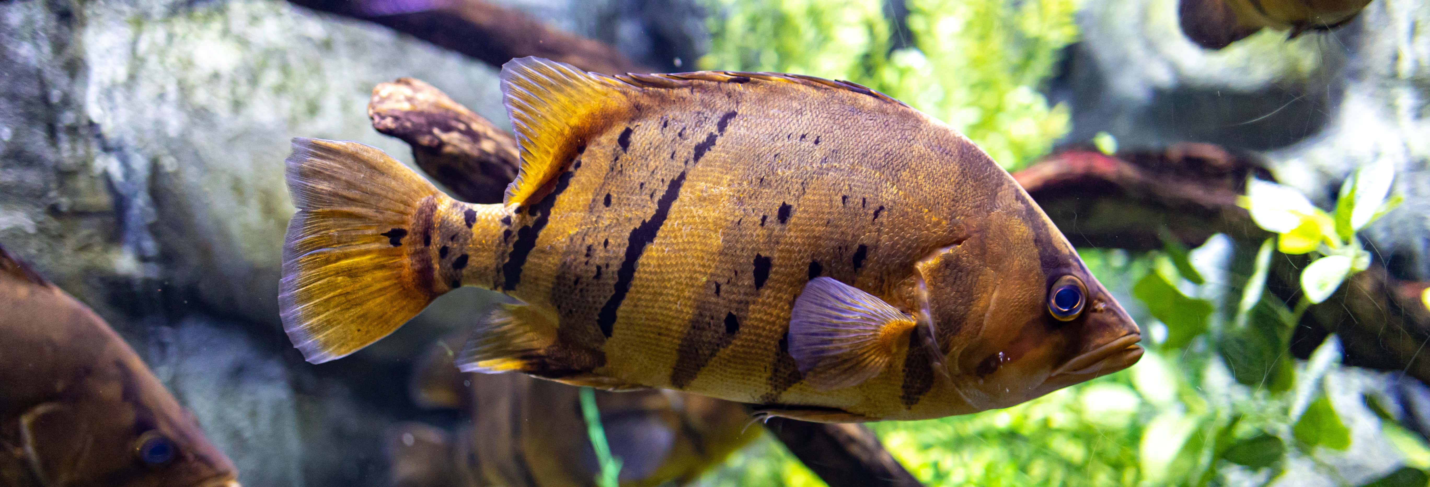 Biglietti per l'Acquario di Saragozza