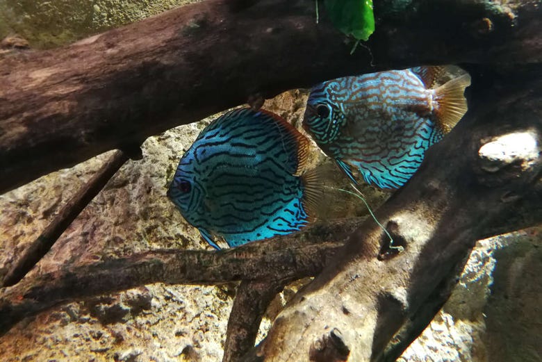 Fish at the Zaragoza Aquarium
