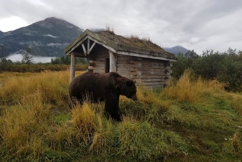 Oso en el Centro de Conservación de Vida Silvestre de Alaska