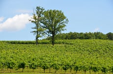 Tour de viñedos y bodegas por el norte de Georgia