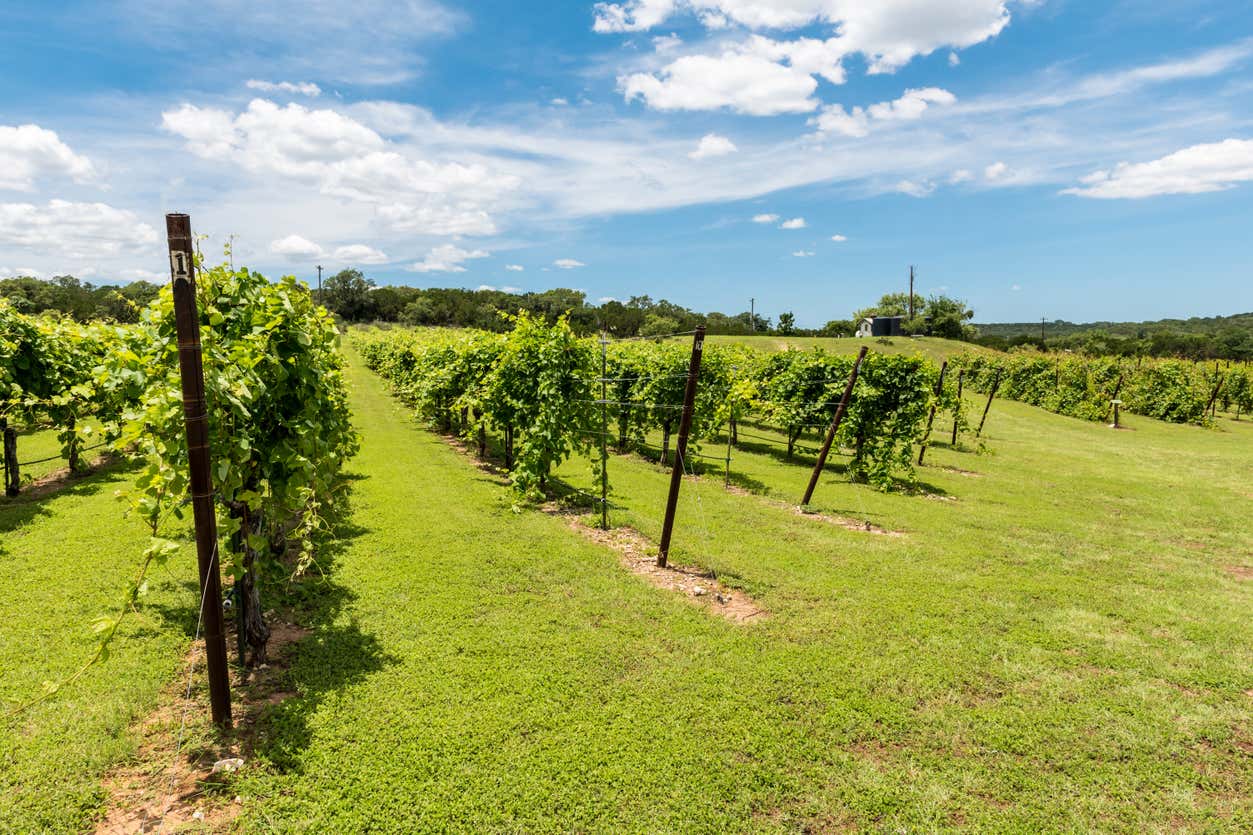 Excursión a las bodegas de Texas Hill Country + Barbacoa desde Austin
