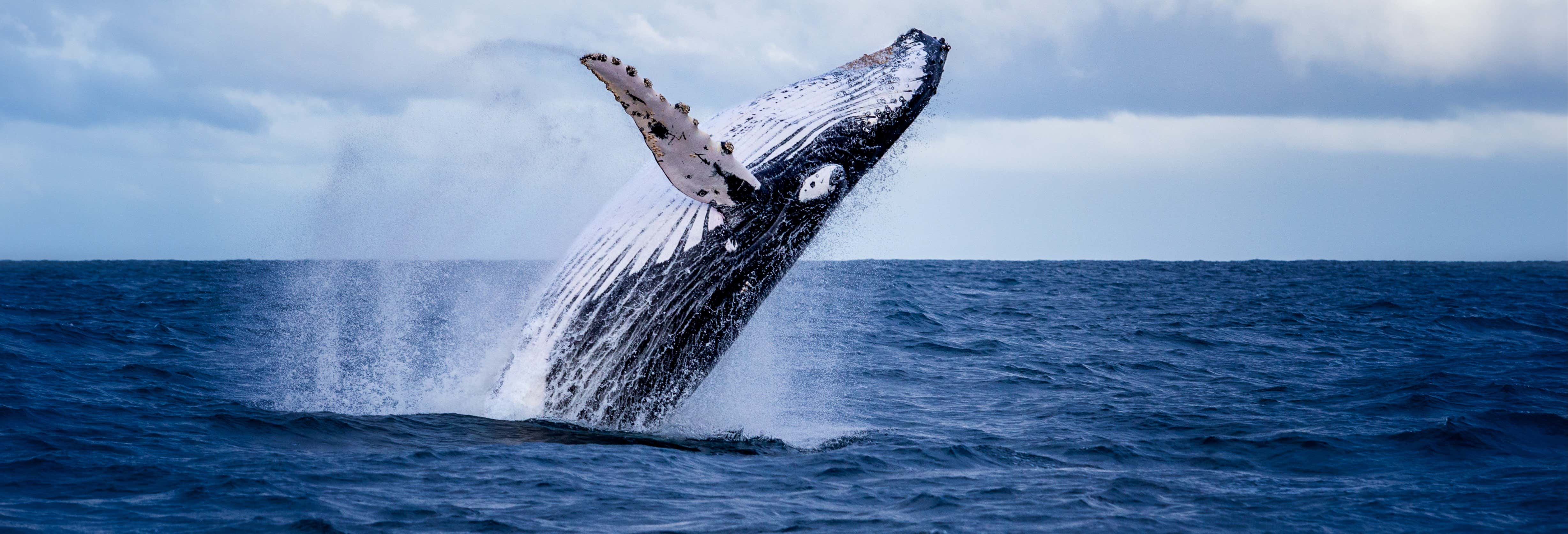 Avistamiento de ballenas en Boston