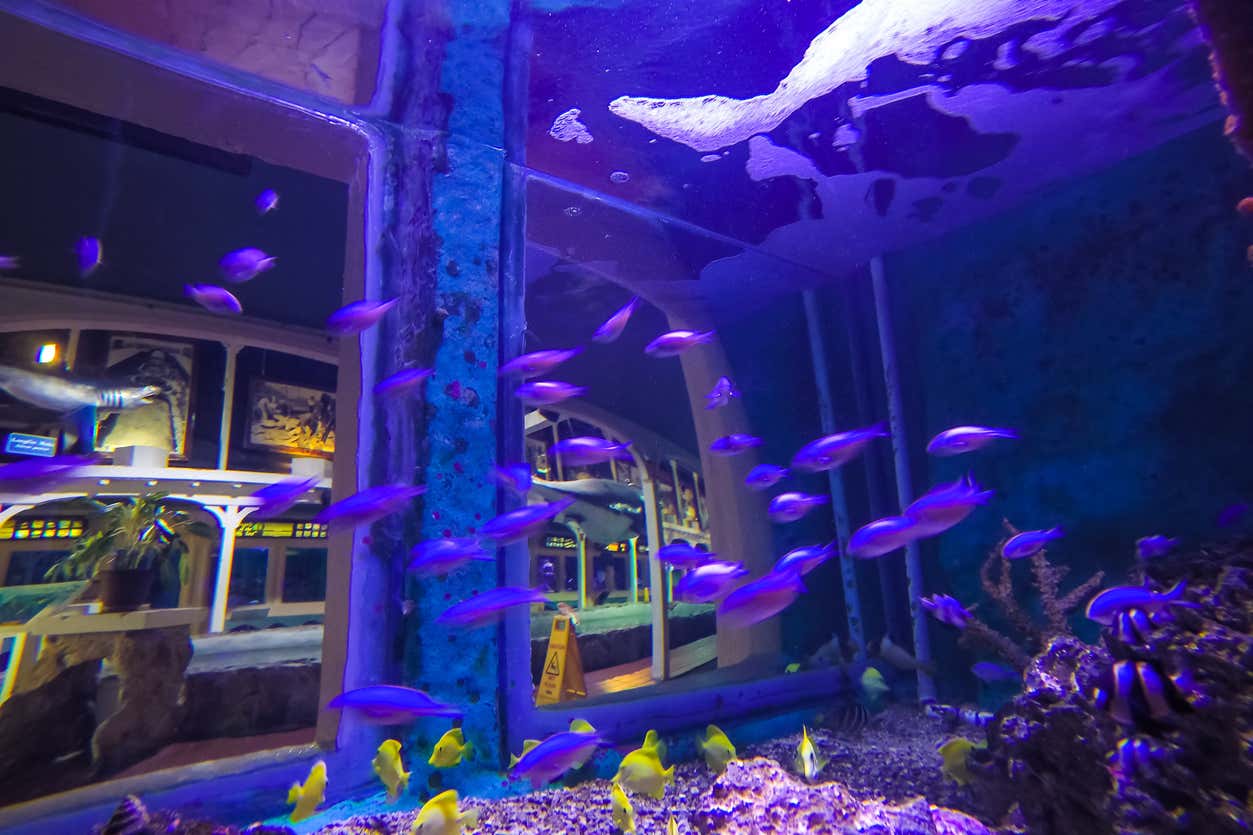 Excursión al Acuario de Cayo Hueso