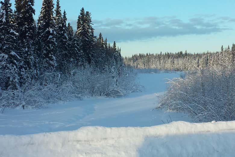 Fairbanks Snowshoe Tour Book Online at