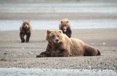 Avistamento de ursos grizzly