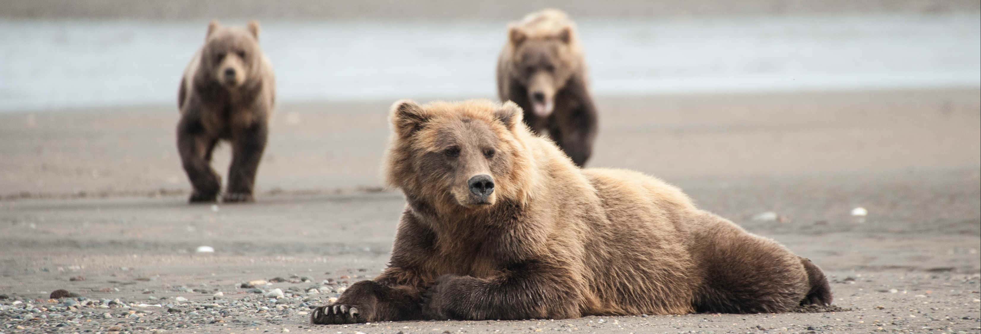 Avvistamento di orsi grizzly