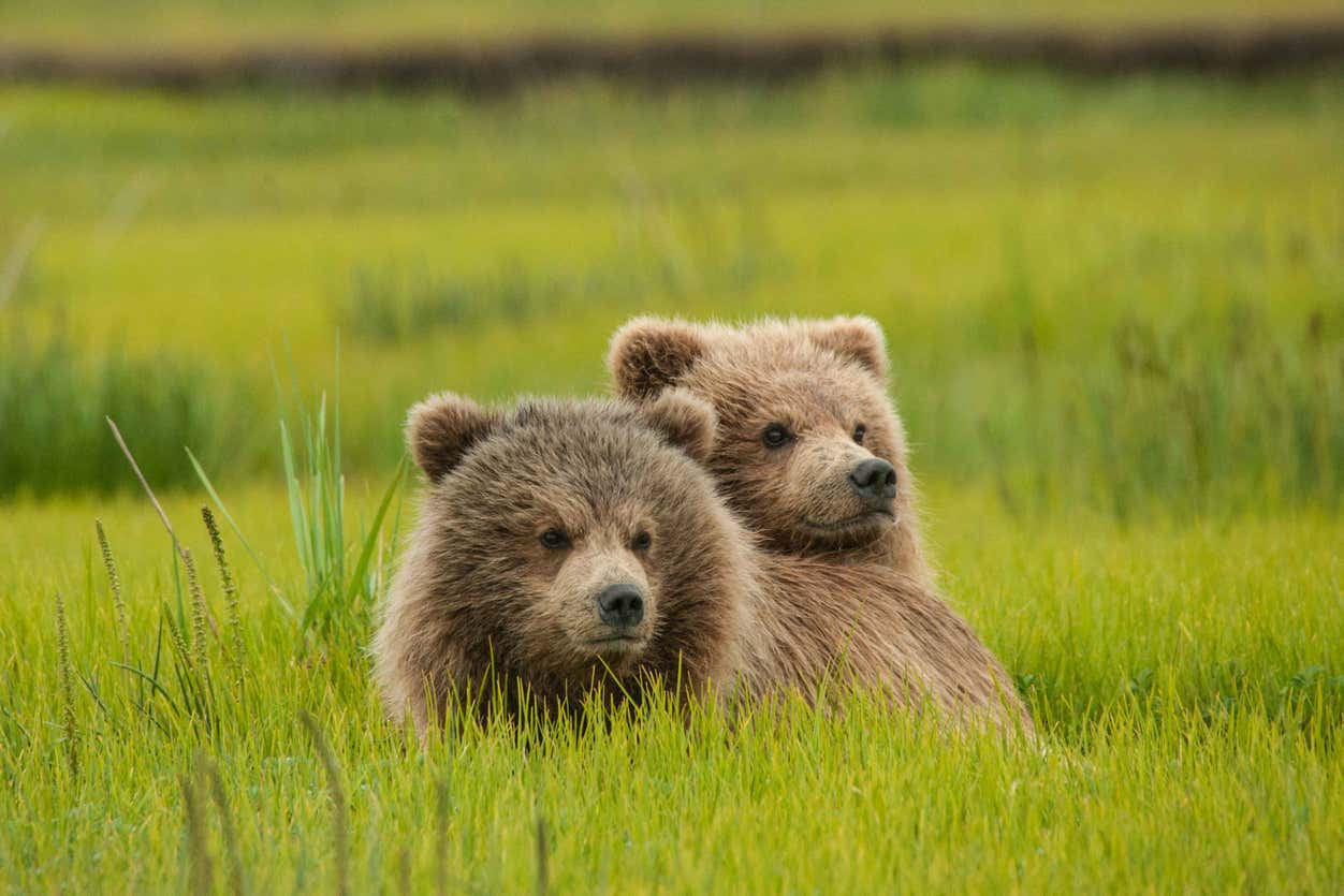 Avistamiento de osos grizzly desde Homer