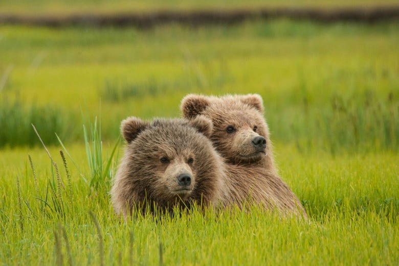 Crías de oso grizzly