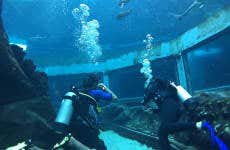 Bagno con gli squali al Sea Life Park Hawaii