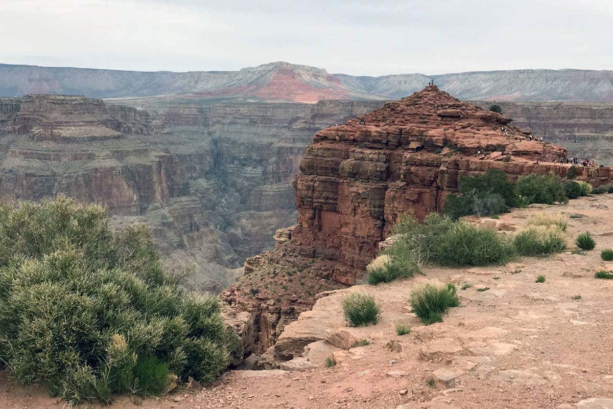 Excursión al Gran Cañón + Bosque de Árboles de Josué desde Kingman