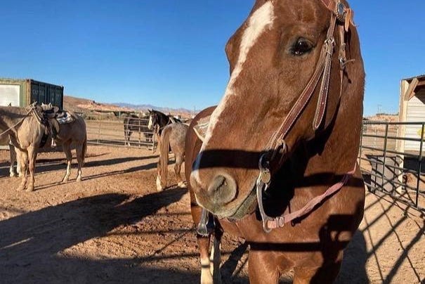 Horses ready for the ride