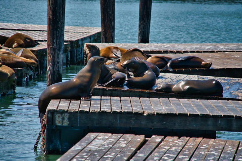 Marina del Rey Kayaking Tour With Sea Lions, Los Angeles