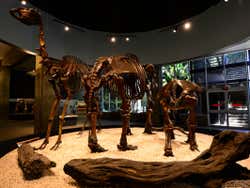 La Brea Tar Pits - A Journey Into The Prehistoric Past