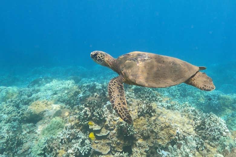 Snorkel en Lahaina, Maui