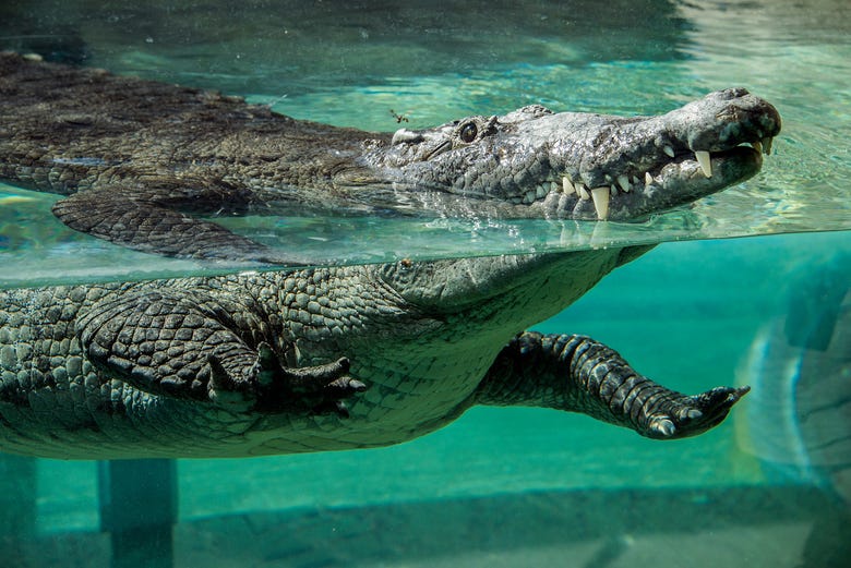 Coccodrillo dello Zoo de Miami