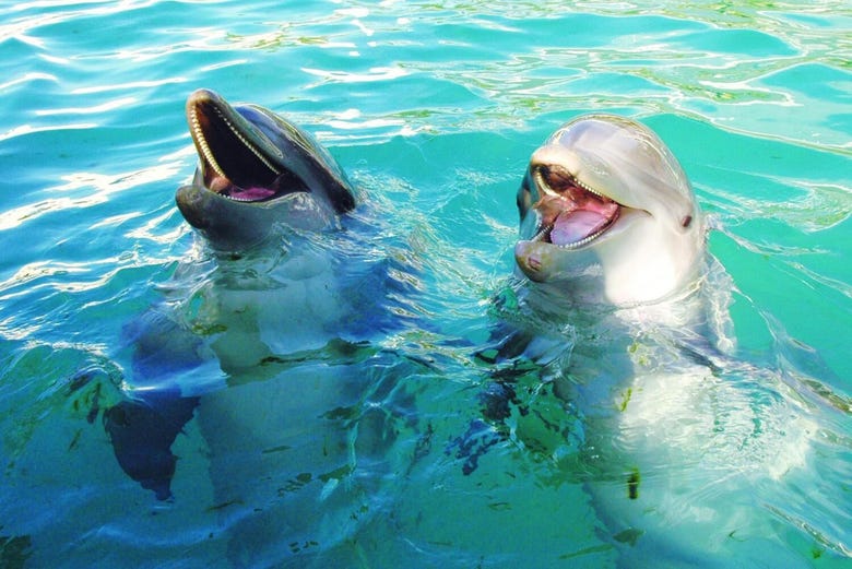 Delfines en el Seaquarium de Miami