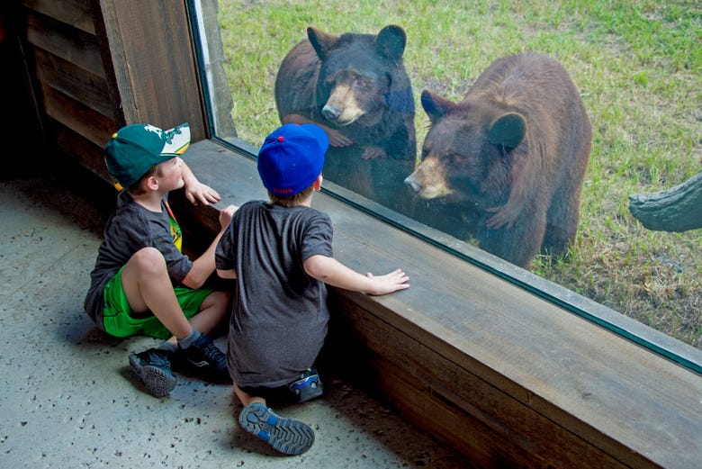 Dos niños saludando a los osos del zoo