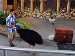 Jungle Island, Cassowary