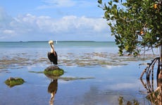 Oferta: Everglades + Paseo en barco