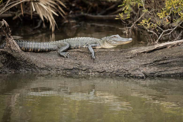 barataria preserve boat tours