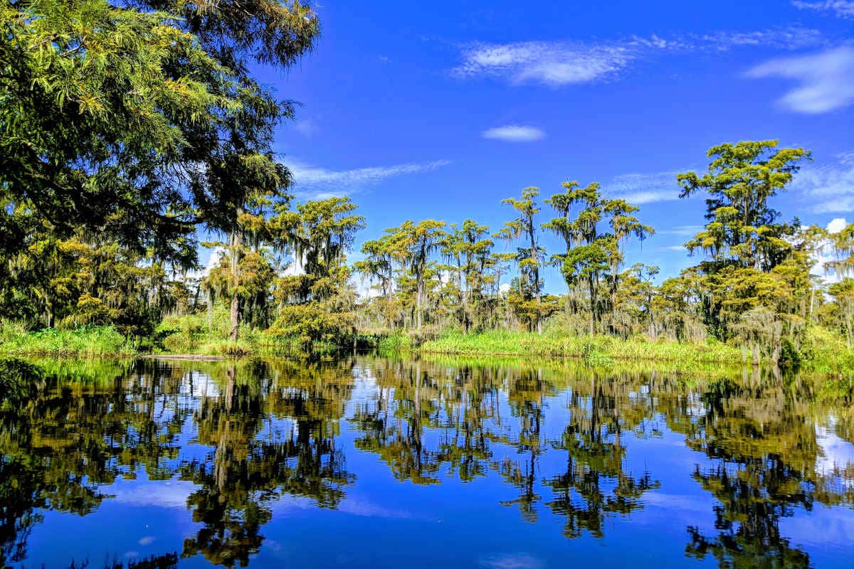 Paseo en aerodeslizador por la Reserva de Barataria desde Nueva Orleans