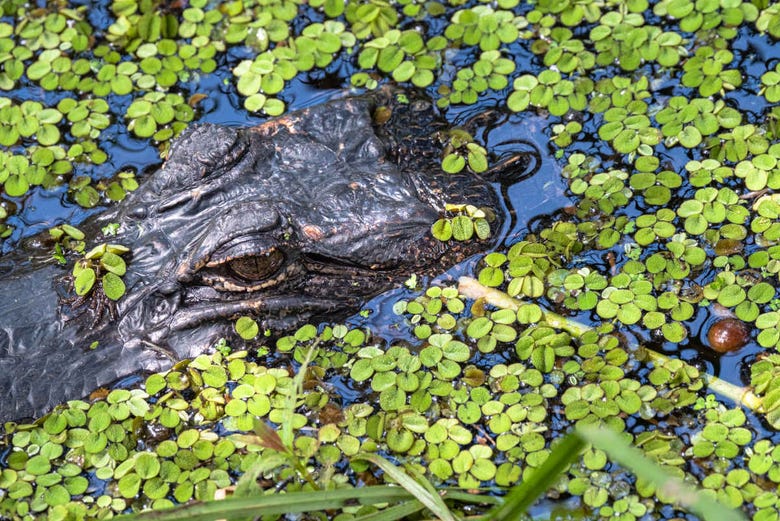 An alligator in the swamps of Louisiana
