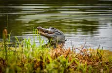Airboat Trip in Barataria Preserve