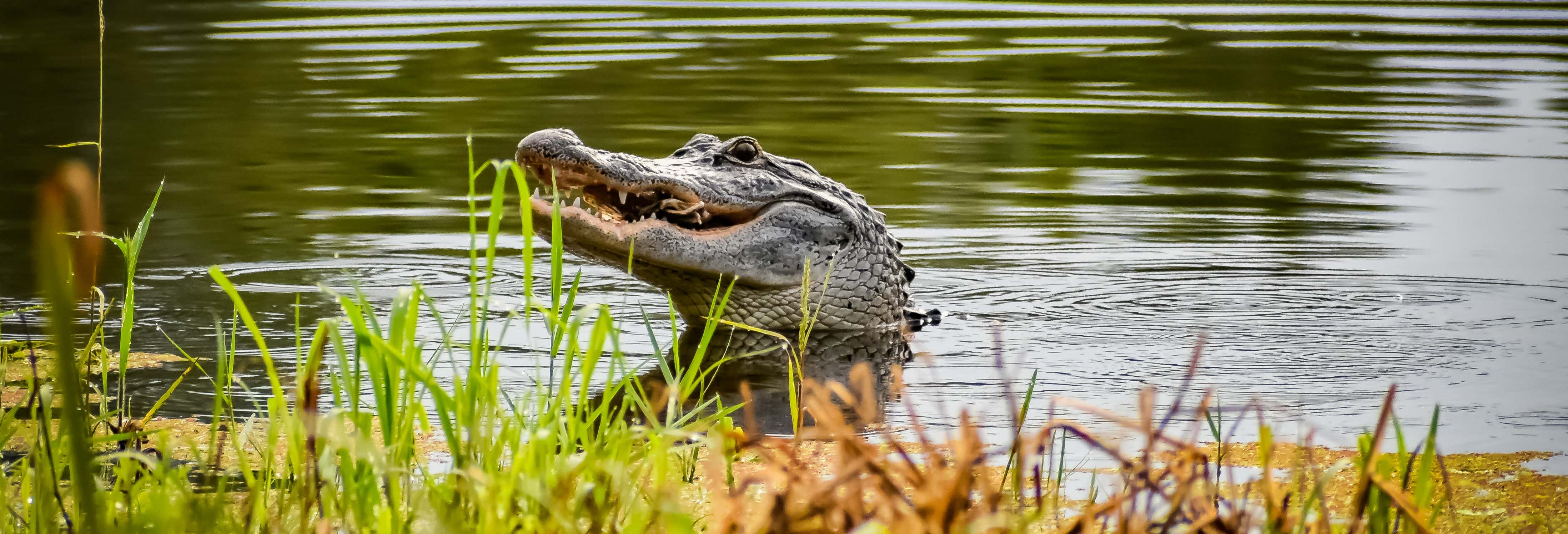 Passeio de airboat pela reserva de Barataria
